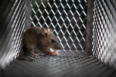 Close-up of mouse in cage
