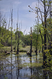 Scenic view of lake in forest