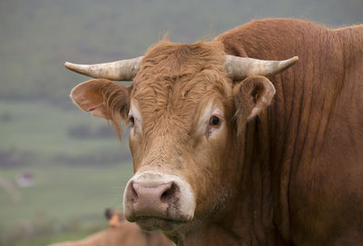 Close-up of cow