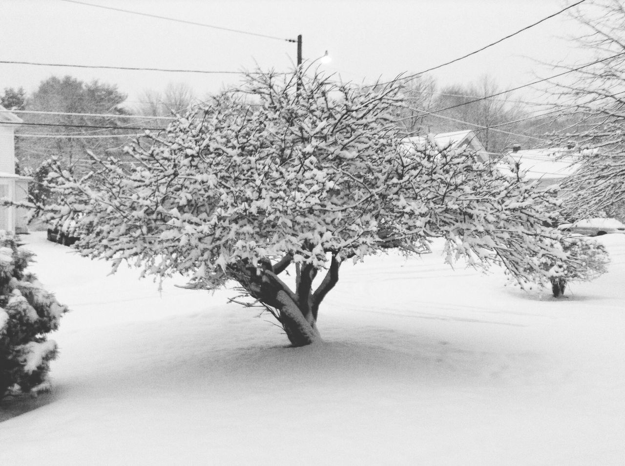 flower, growth, tree, nature, beauty in nature, freshness, branch, fragility, plant, blossom, tranquility, white color, day, field, sky, springtime, tranquil scene, season, in bloom, outdoors