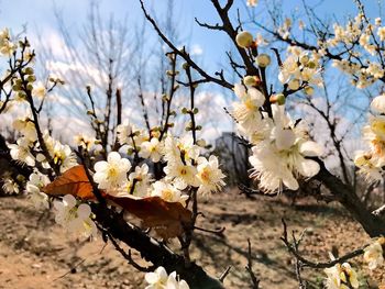 Close-up of white cherry blossoms in spring