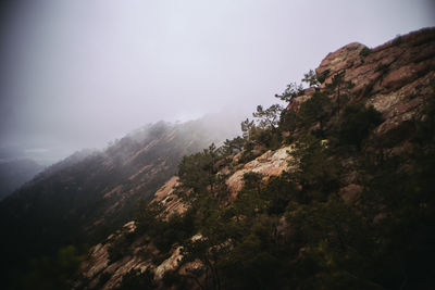 Scenic view of forest against sky