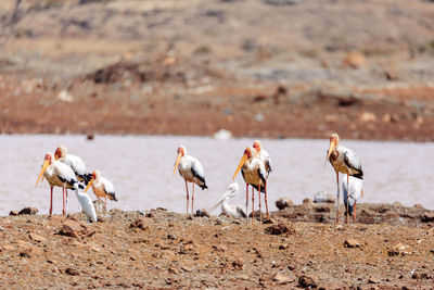 View of birds on beach