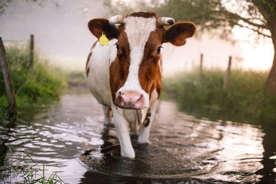 Portrait of cow drinking water