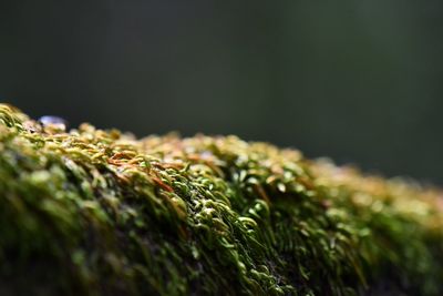 Macro shot of lichen on moss