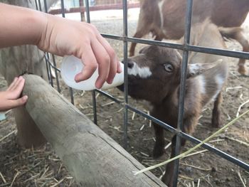 Cropped image of man holding goat