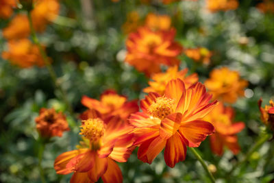 Close-up of orange marigold flowers