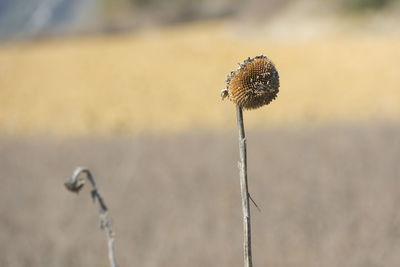 Close-up of plant