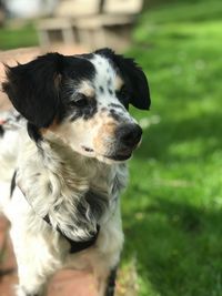 Close-up of dog looking away