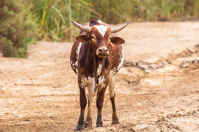 Portrait of cattle on field