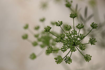 Close-up of flowering plant against white background