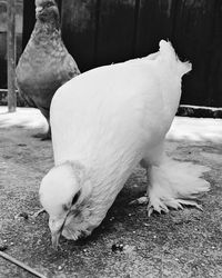 Close-up of swan