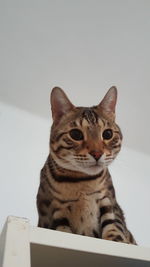 Close-up portrait of cat sitting on floor