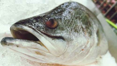 Close-up of dead fish on ice