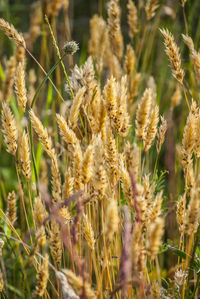 Close-up of wheat plants on field