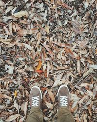 Low section of man standing on field covered with dry leaves