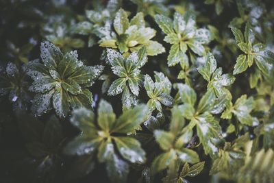 Close-up of plants