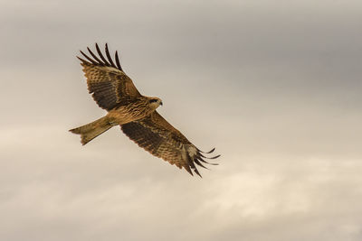 Low angle view of eagle flying in sky