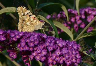 Close-up of butterfly pollinating on purple flower