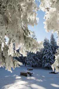Snow covered trees against sky