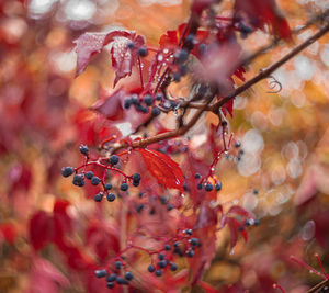 Close-up of berries growing on tree during autumn