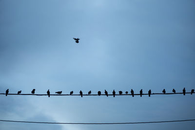 Silhouettes of birds sitting on wires over blue sky