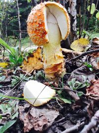 Close-up of mushroom in forest