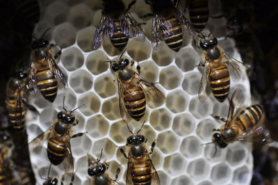 Close-up of bees on glass