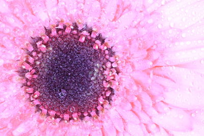 Extreme close-up of pink flower