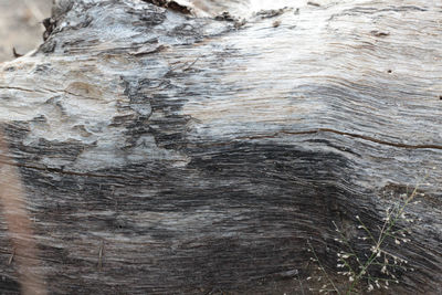 Full frame shot of tree trunk
