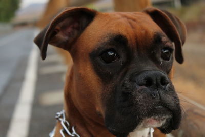 Close-up portrait of dog