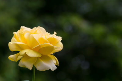 Close-up of yellow rose