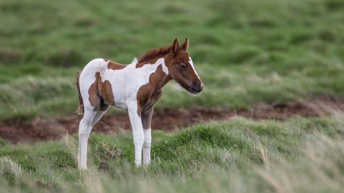 Days old newborn young horse studies his new surroundings in the brief icelandic summer