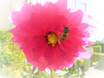 Close-up of insect on flower