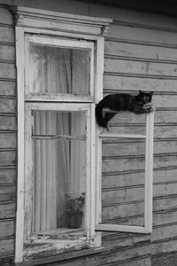 Cat looking through window