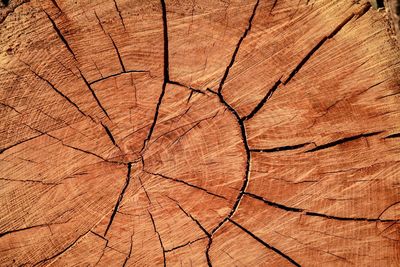 Full frame shot of tree stump