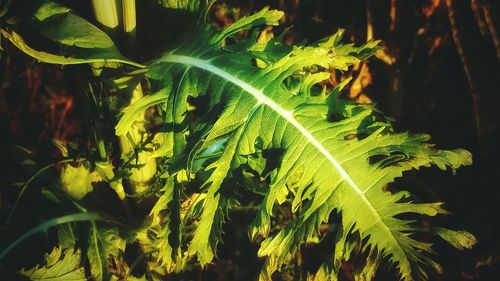 Close-up of fresh green plants