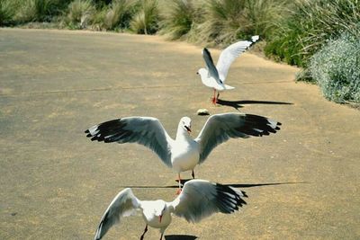 Seagull flying over the sea