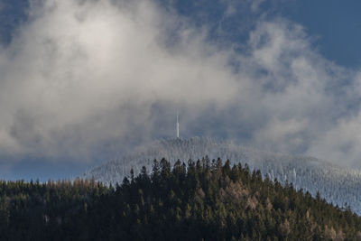 Low angle view of trees against sky