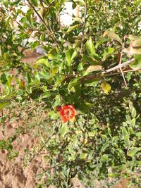 Close-up of red flowering plant