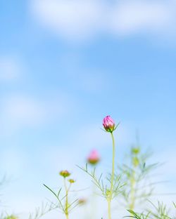 Low angle view of pink cosmos flower against sky