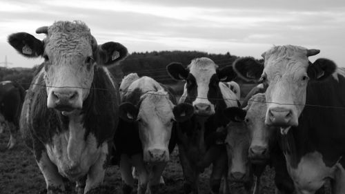 Portrait of cows on field