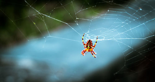 Close-up of spider on web