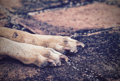 Low section of dog resting on cobbled street