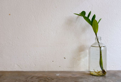 Plant in vase against wall