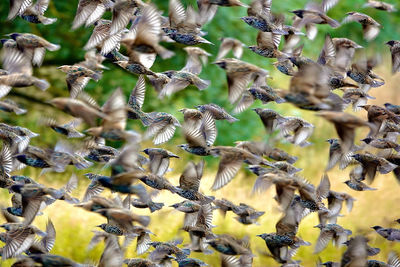 Starlings take flight