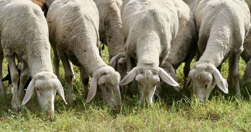 Sheep grazing in a field