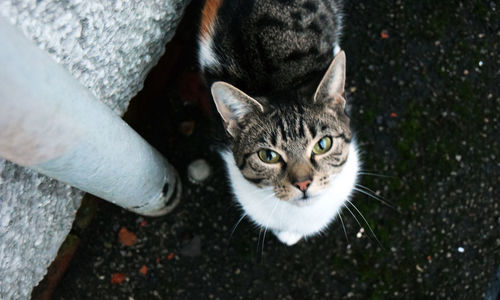 Portrait of cat by pipe