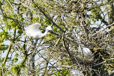 Low angle view of white bird perching on tree