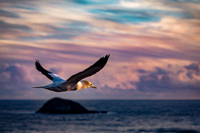 Gannet circling the cliffs of maori bay, auckland, new zealand.